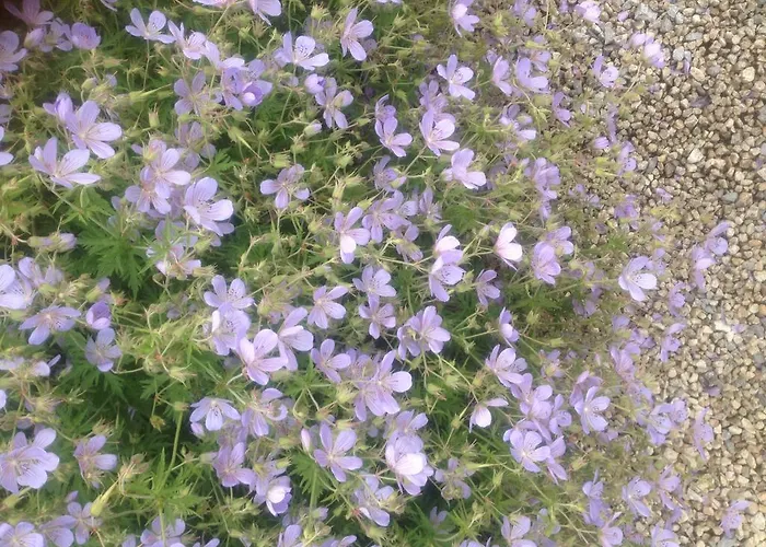 Woodside Self Catering Lough Rynn Сasa de vacaciones *