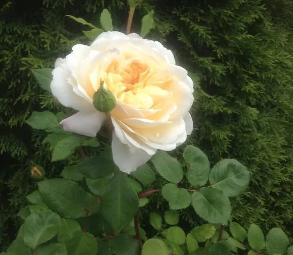 Woodside Self Catering Lough Rynn Сasa de vacaciones *